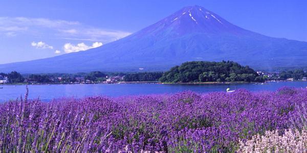丰润区洱海海菜特色介绍
